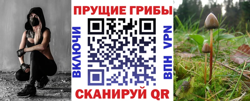 OMG tor Томск Псилоцибиновые грибы Cubensis где купить наркоту